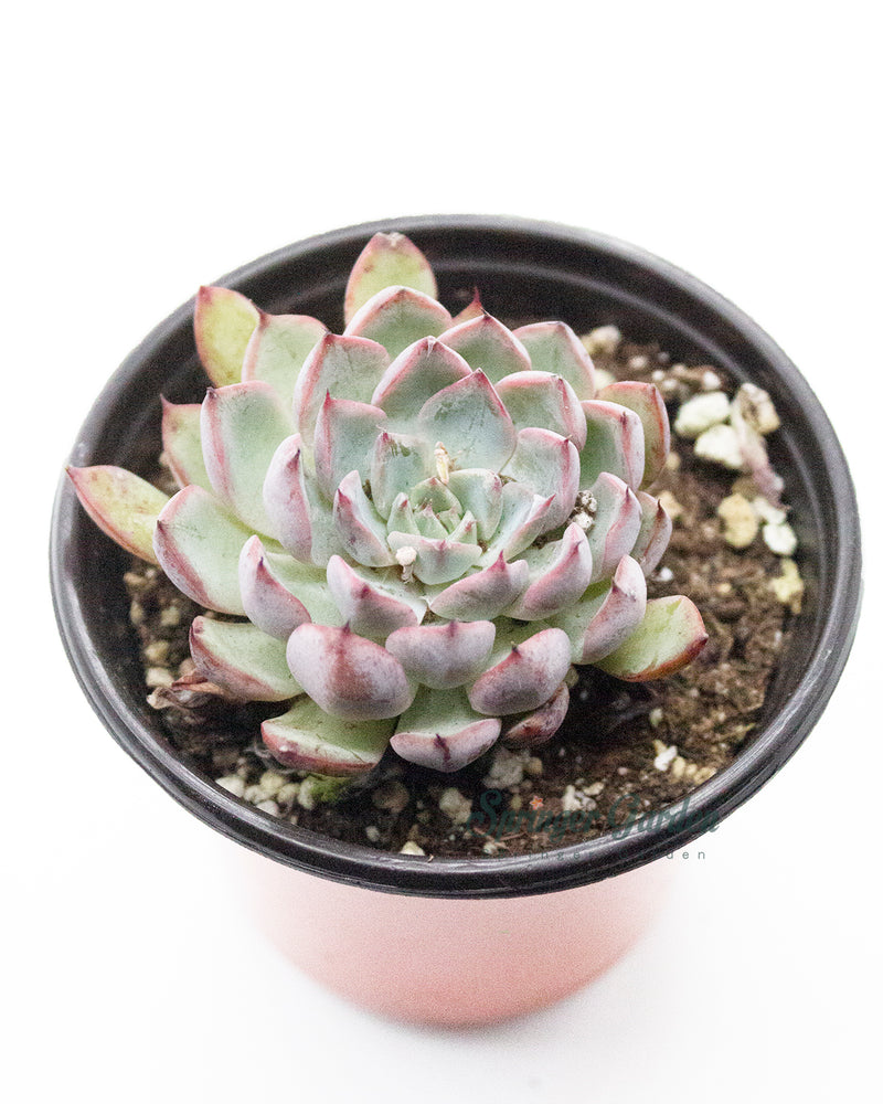 
                
                    Load image into Gallery viewer, Echeveria Cuspidata var. Zaragozae
                
            