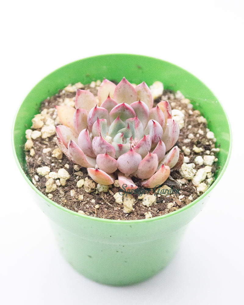 Echeveria Cuspidata var. Zaragozae