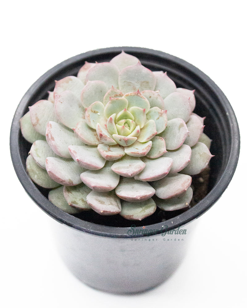 
                
                    Load image into Gallery viewer, Echeveria Cuspidata var. Zaragozae
                
            