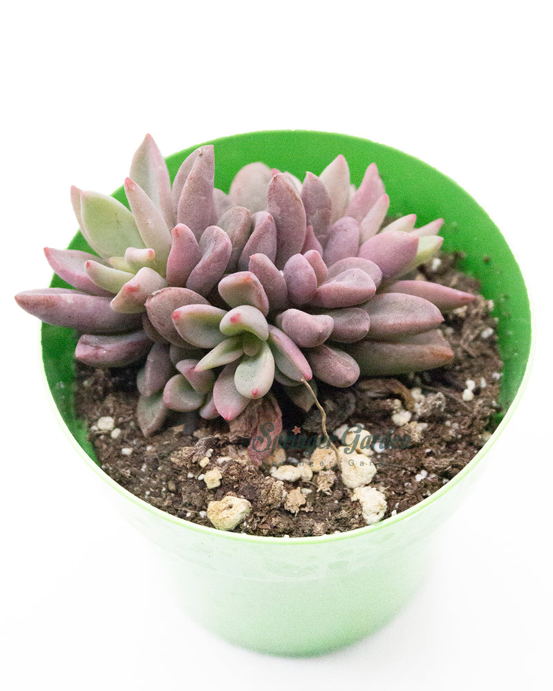 Echeveria cv. Rezry