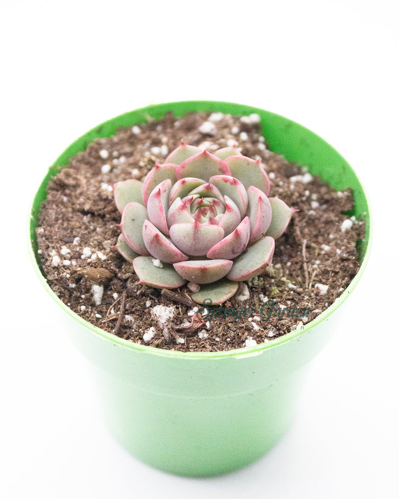 Echeveria 'Ben Badis'