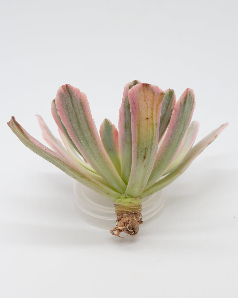 Echeveria Hoveyi Variegated