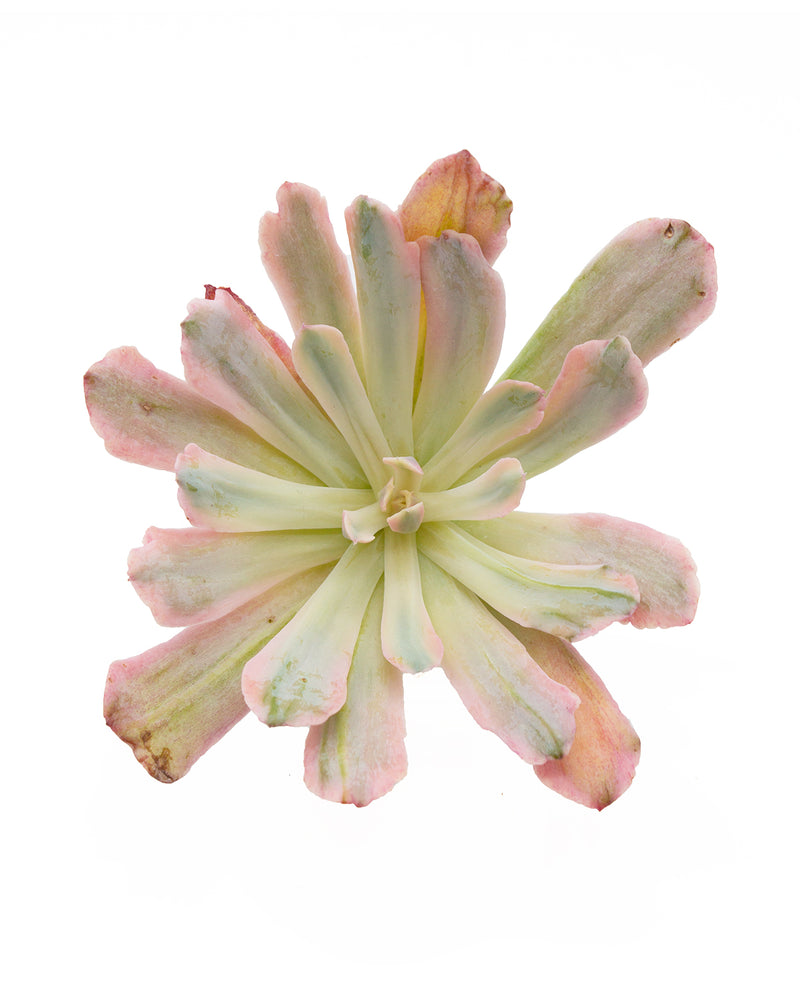Echeveria Hoveyi Variegated