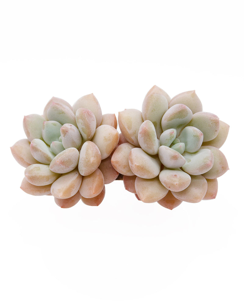 Echeveria Cuty Peach