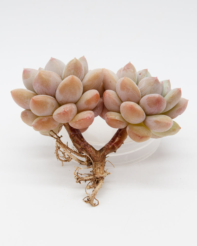 Echeveria Cuty Peach