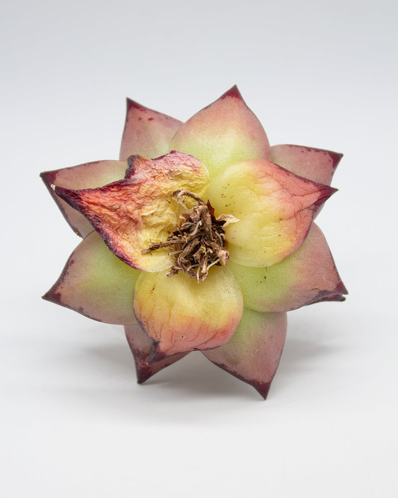Echeveria Agavoides Ebony - Large