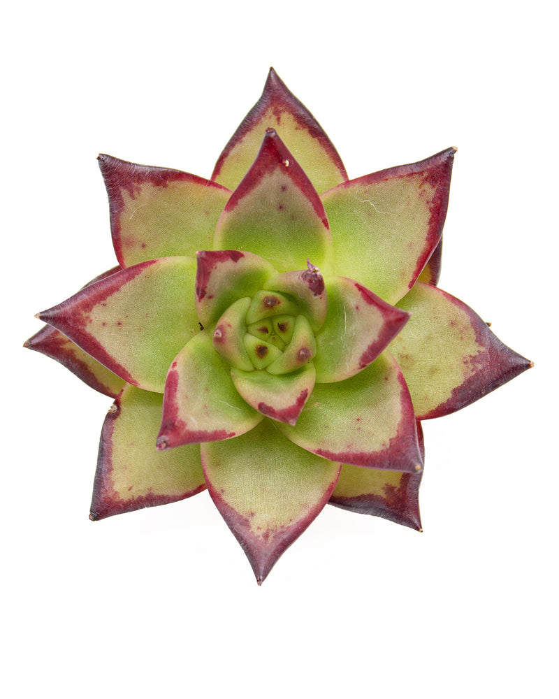 Echeveria Agavoides Ebony - Large