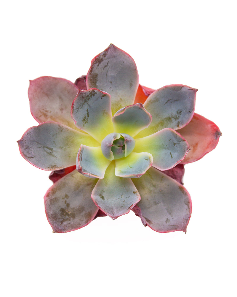 Echeveria  Hera