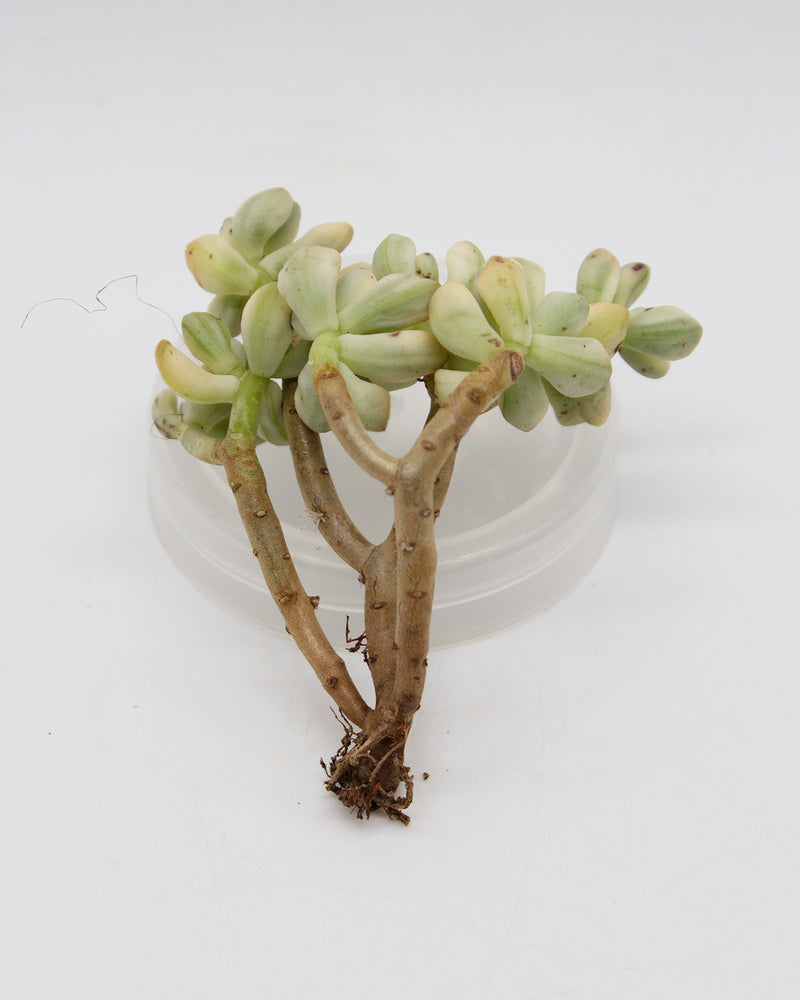 Sedum "Jelly Bean Mickey" var.