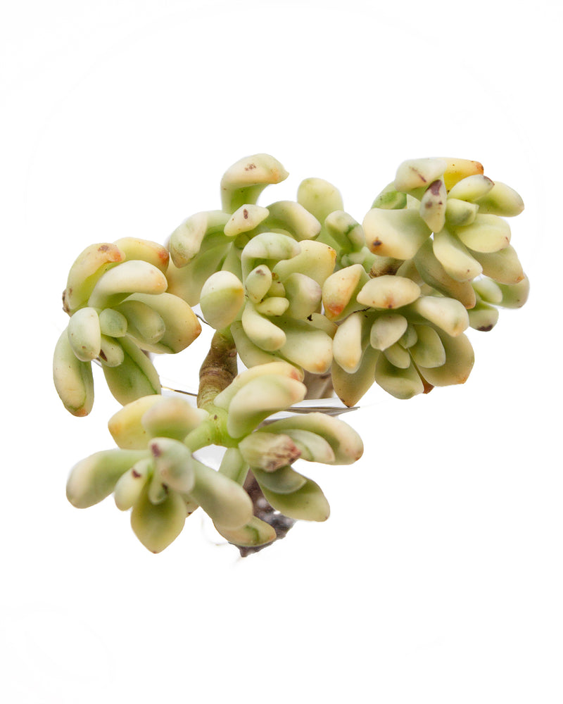 Sedum "Jelly Bean Mickey" var.