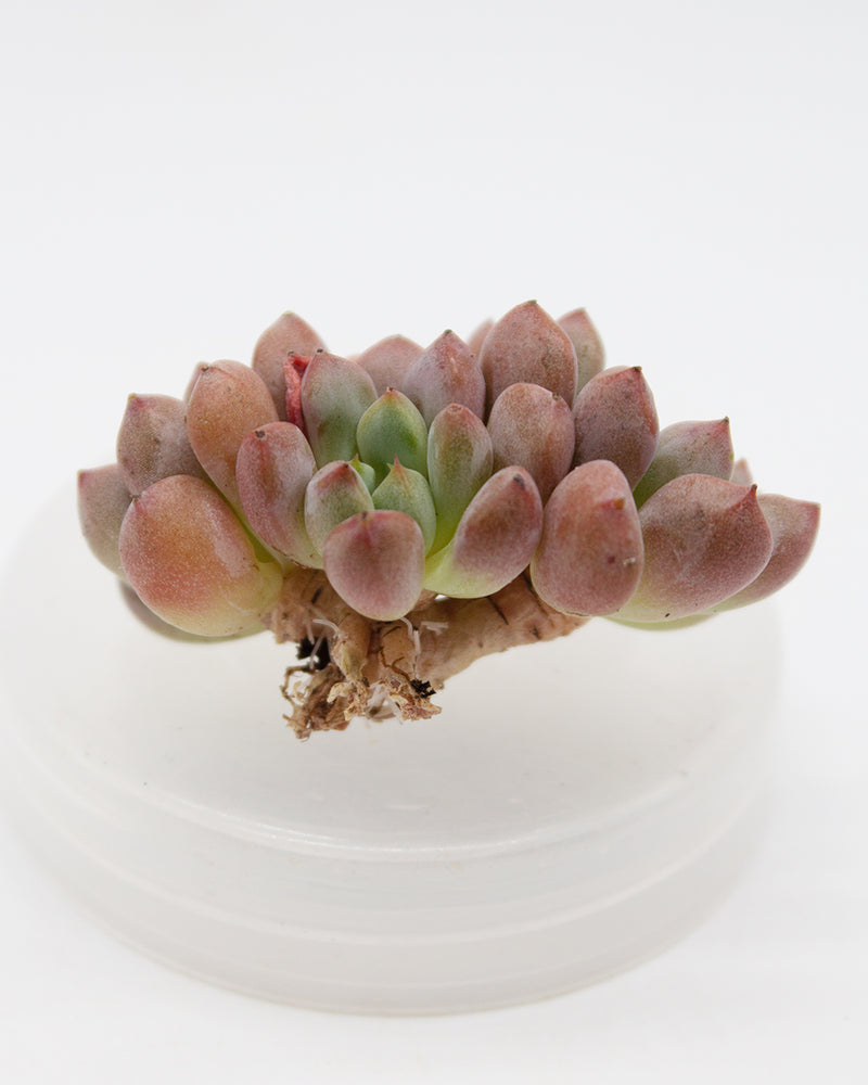 Echeveria Pink Peach