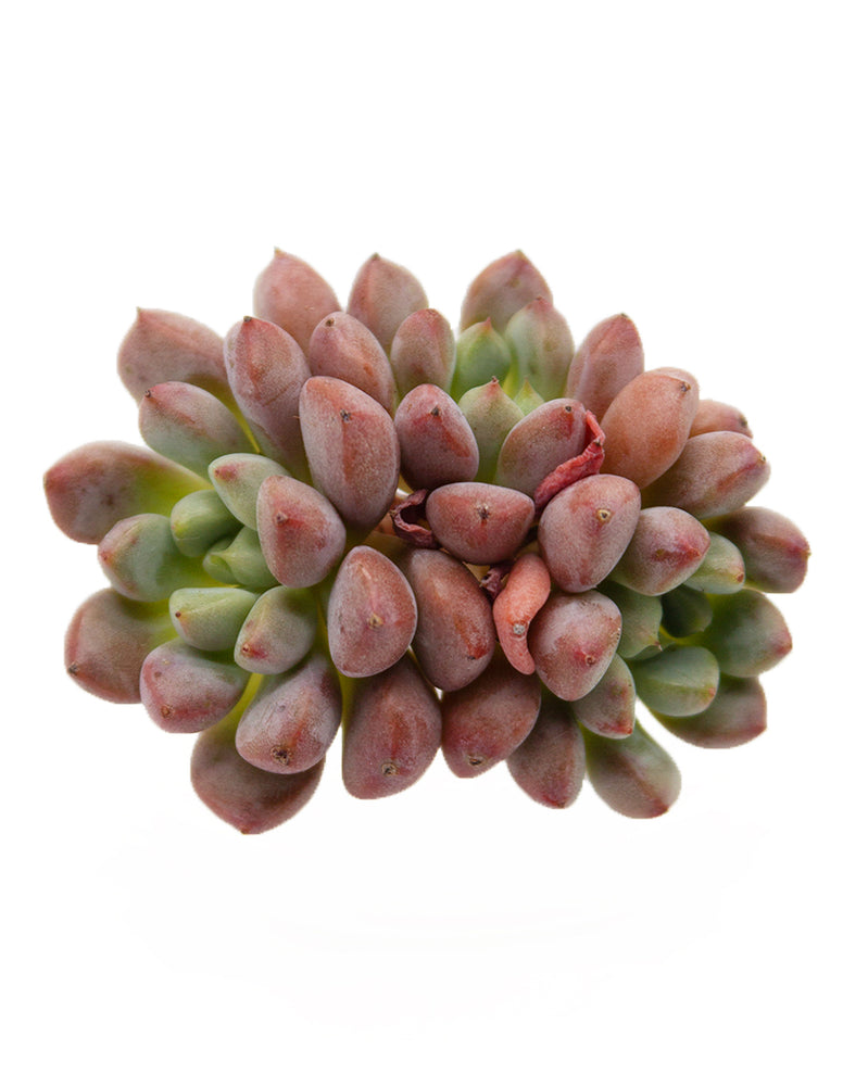 
                
                    Load image into Gallery viewer, Echeveria Pink Peach
                
            