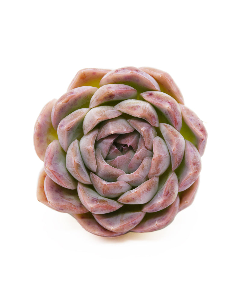 Echeveria Primera