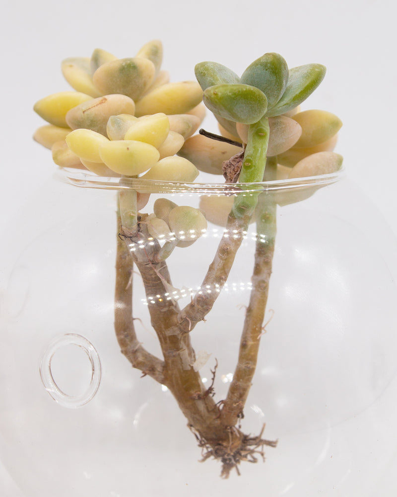 Graptoveria Titubans/Apricot Variegated