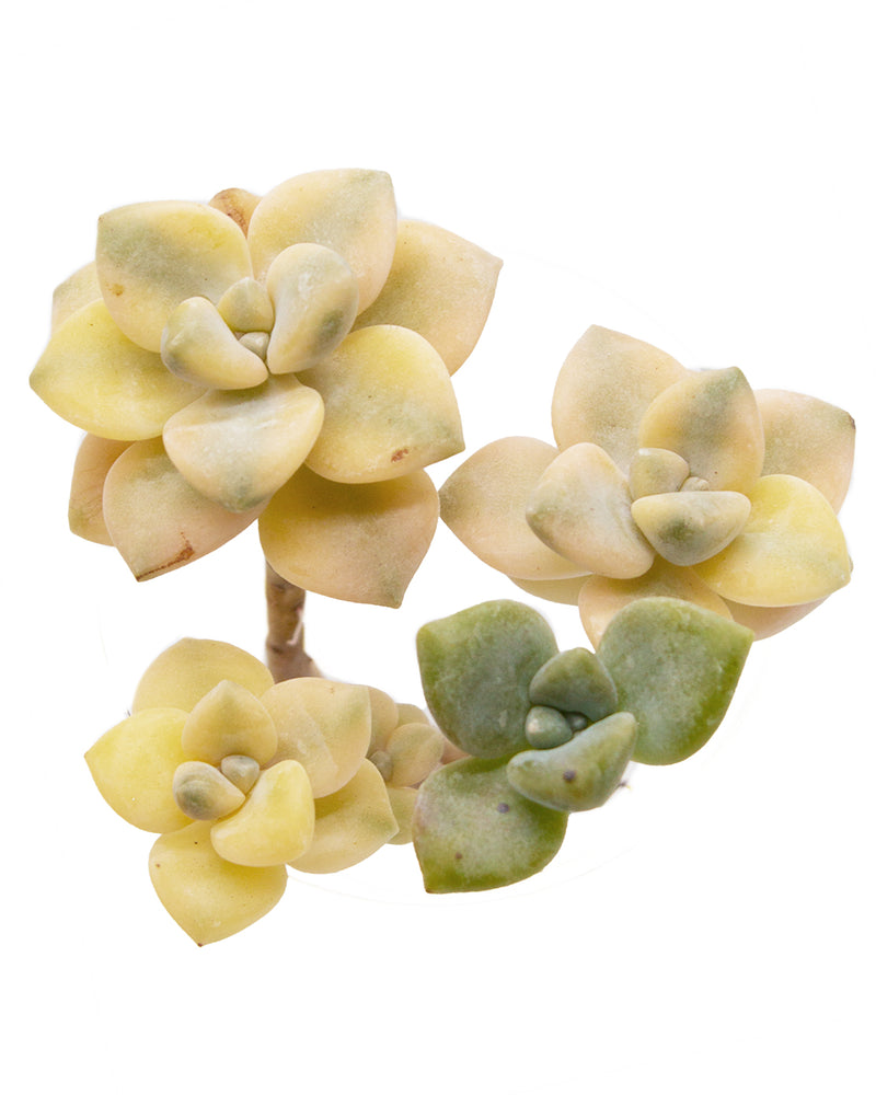 Graptoveria Titubans/Apricot Variegated