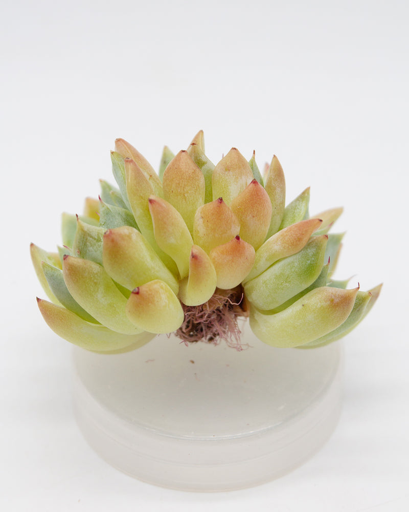 
                
                    Load image into Gallery viewer, Echeveria sp.
                
            
