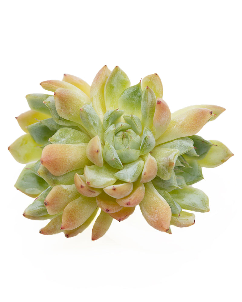 Echeveria sp.