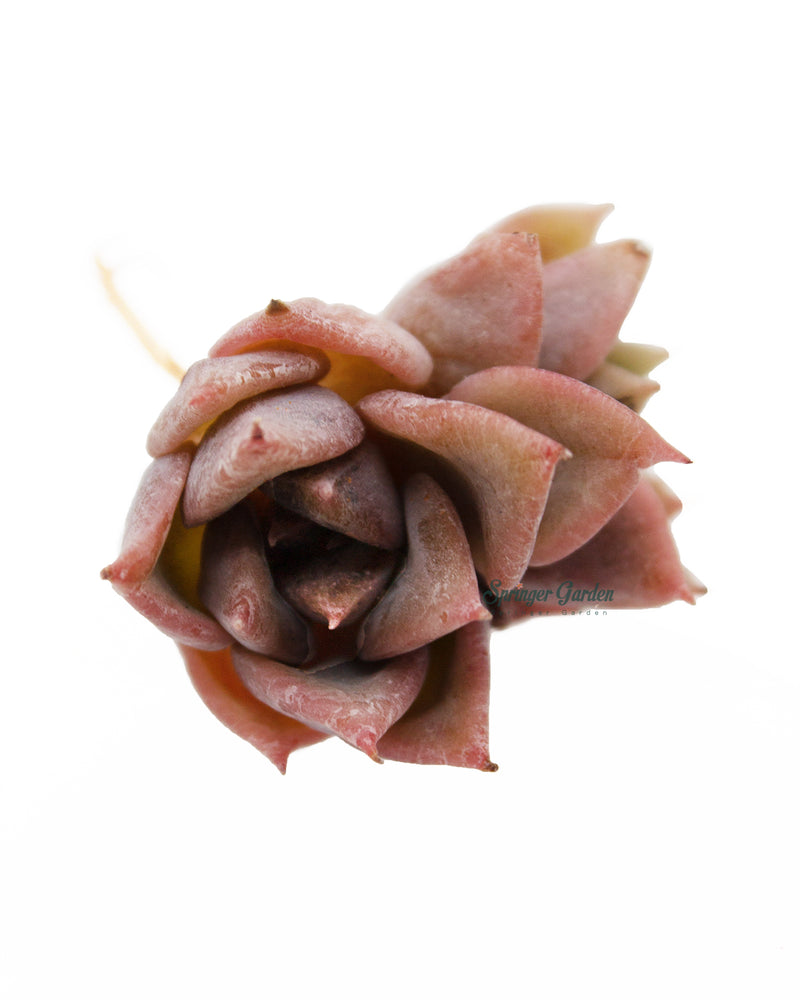 Echeveria A Pink Toronto's 5-star Bestseller nursery store selected local & Korean rare succulents; houseplants, indoor plants, selected handmade planters with a drainage hole, pots, bonsai pots, produced by ourselves, wholesale.