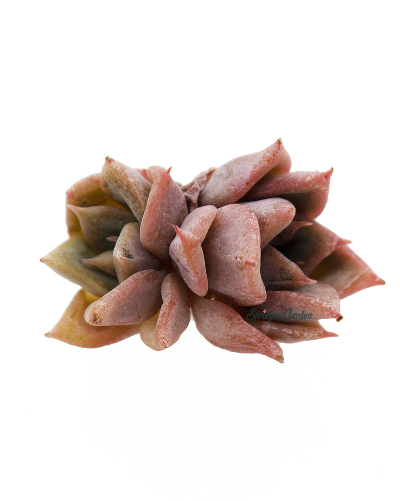 Echeveria A Pink Toronto's 5-star Bestseller nursery store selected local & Korean rare succulents; houseplants, indoor plants, selected handmade planters with a drainage hole, pots, bonsai pots, produced by ourselves, wholesale.