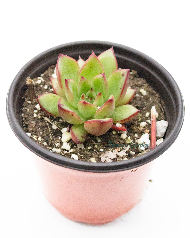 Echeveria Agavoides 'Ebony' Variegated