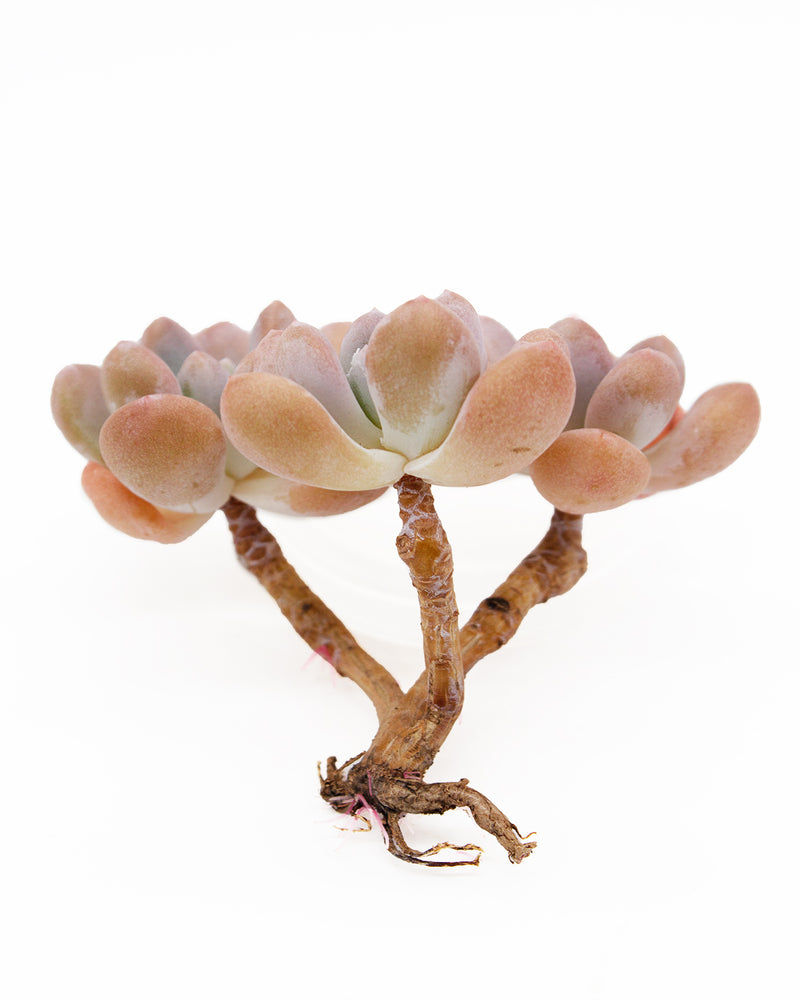 Echeveria Aden Toronto's 5-star Bestseller nursery store selected local & Korean rare succulents; houseplants, indoor plants, selected handmade planters with a drainage hole, pots, bonsai pots, produced by ourselves, wholesale.