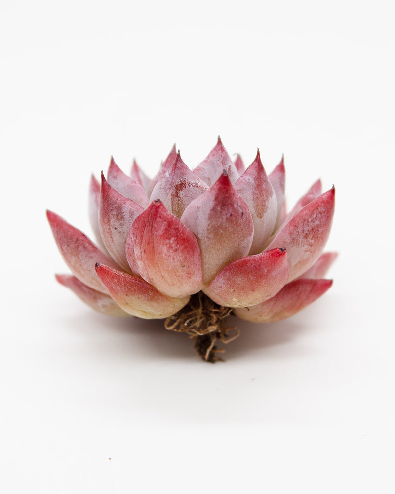 Echeveria Agavoides Black Swan