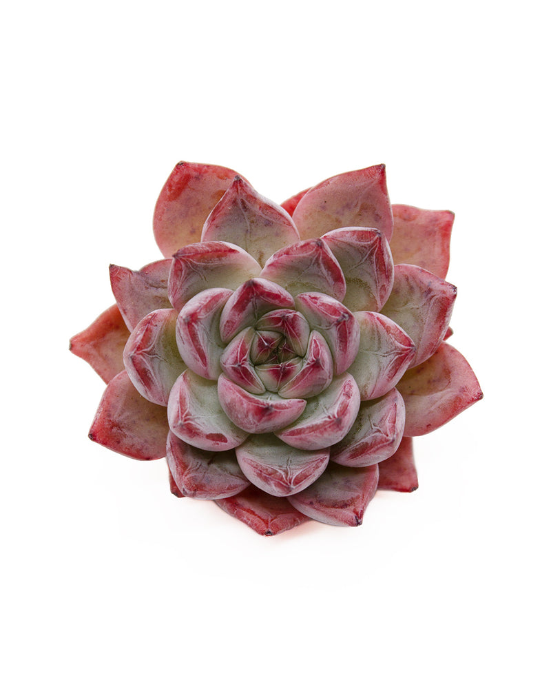 Echeveria Agavoides Black Swan