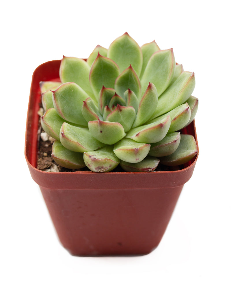 Echeveria Agavoides Christmas