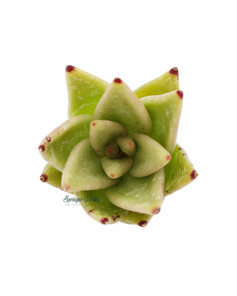 Echeveria Agavoides Gold Luxury Toronto's 5-star Bestseller nursery store selected local & Korean rare succulents; houseplants, indoor plants, selected handmade planters with a drainage hole, pots, bonsai pots, produced by ourselves, wholesale.