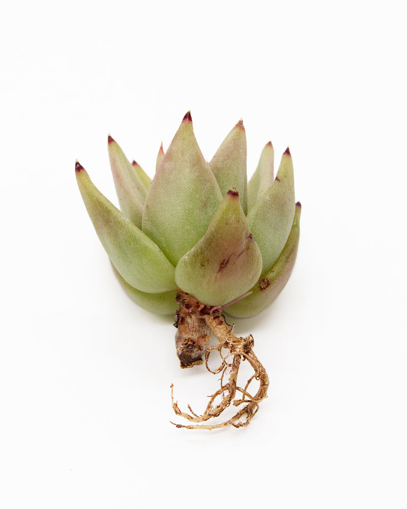Echeveria Agavoides Gold Luxury Toronto's 5-star Bestseller nursery store selected local & Korean rare succulents; houseplants, indoor plants, selected handmade planters with a drainage hole, pots, bonsai pots, produced by ourselves, wholesale.