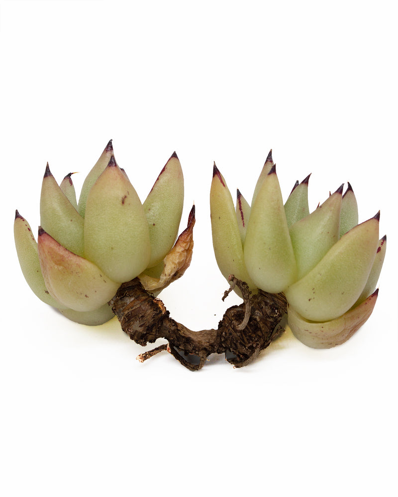 Echeveria Agavoides Maria Toronto's 5-star Bestseller nursery store selected local & Korean rare succulents; houseplants, indoor plants, selected handmade planters with a drainage hole, pots, bonsai pots, produced by ourselves, wholesale.