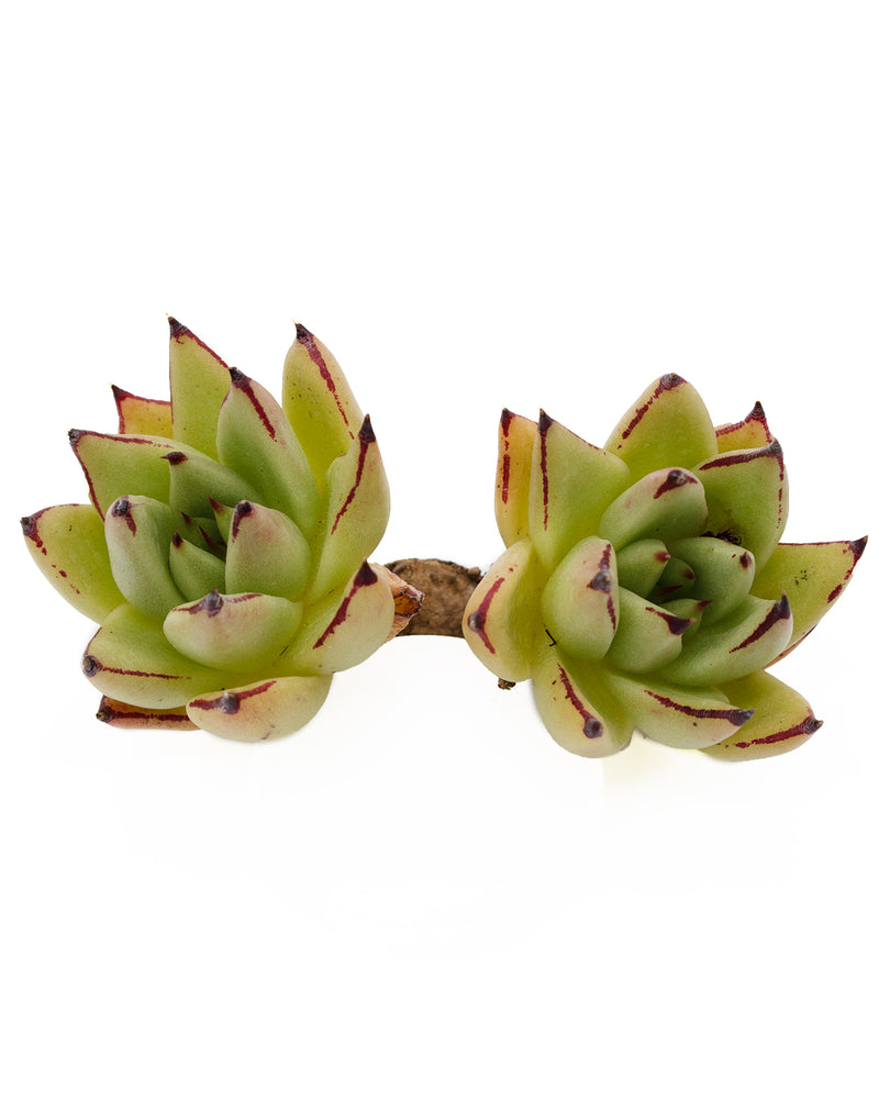
                
                    Load image into Gallery viewer, Echeveria Agavoides Maria Toronto&amp;#39;s 5-star Bestseller nursery store selected local &amp;amp; Korean rare succulents; houseplants, indoor plants, selected handmade planters with a drainage hole, pots, bonsai pots, produced by ourselves, wholesale.
                
            