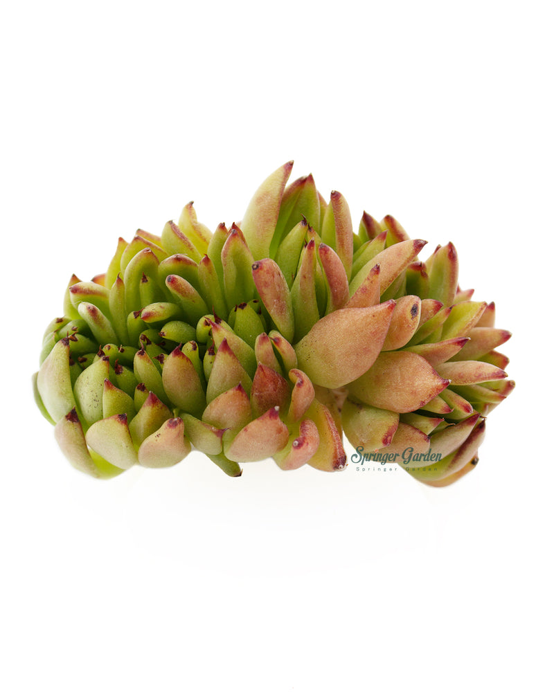 Echeveria Agavoides "Elkhorn' Crested Toronto's 5-star Bestseller nursery store selected local & Korean rare succulents; houseplants, indoor plants, selected handmade planters with a drainage hole, pots, bonsai pots, produced by ourselves, wholesale.