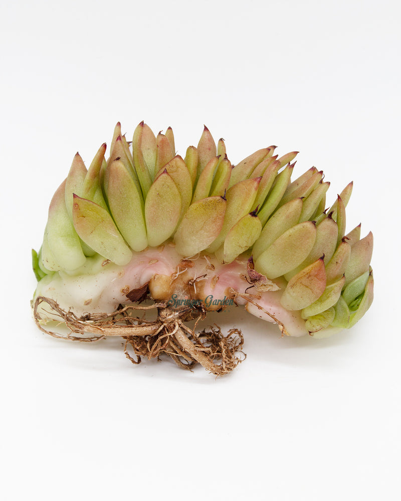 Echeveria Agavoides "Elkhorn' Crested Toronto's 5-star Bestseller nursery store selected local & Korean rare succulents; houseplants, indoor plants, selected handmade planters with a drainage hole, pots, bonsai pots, produced by ourselves, wholesale.