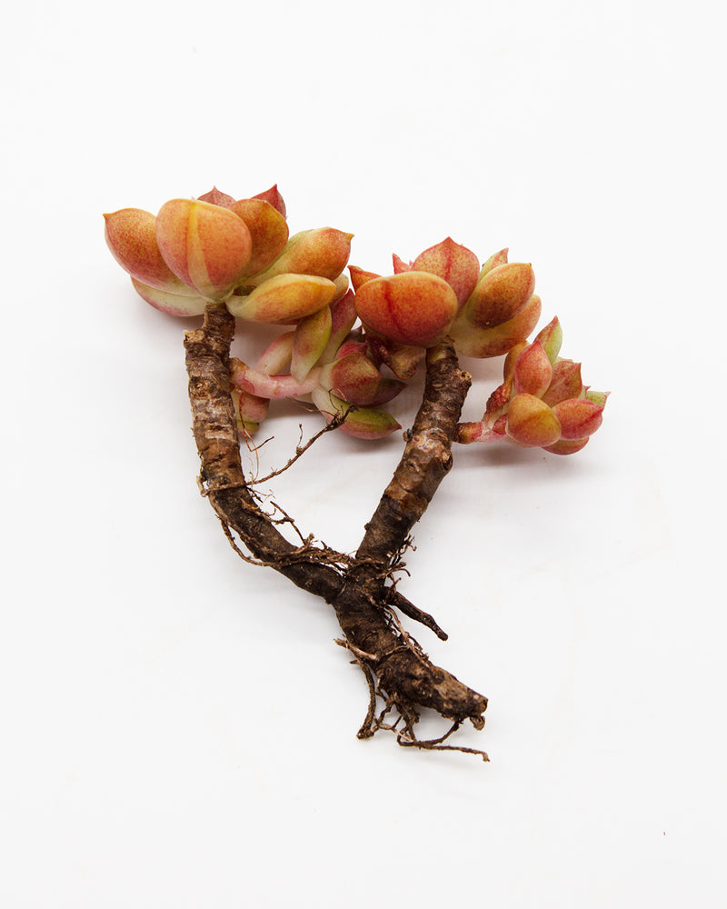 Echeveria Agnes Rose Toronto's 5-star Bestseller nursery store selected local & Korean rare succulents; houseplants, indoor plants, selected handmade planters with a drainage hole, pots, bonsai pots, produced by ourselves, wholesale.