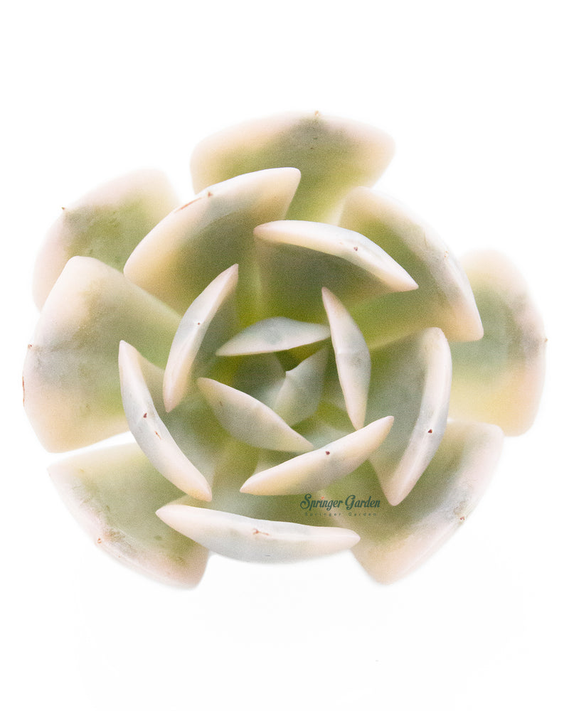 Echeveria Akaihosi