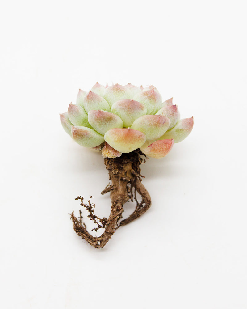 Echeveria Alba Toronto's 5-star Bestseller nursery store selected local & Korean rare succulents; houseplants, indoor plants, selected handmade planters with a drainage hole, pots, bonsai pots, produced by ourselves, wholesale.