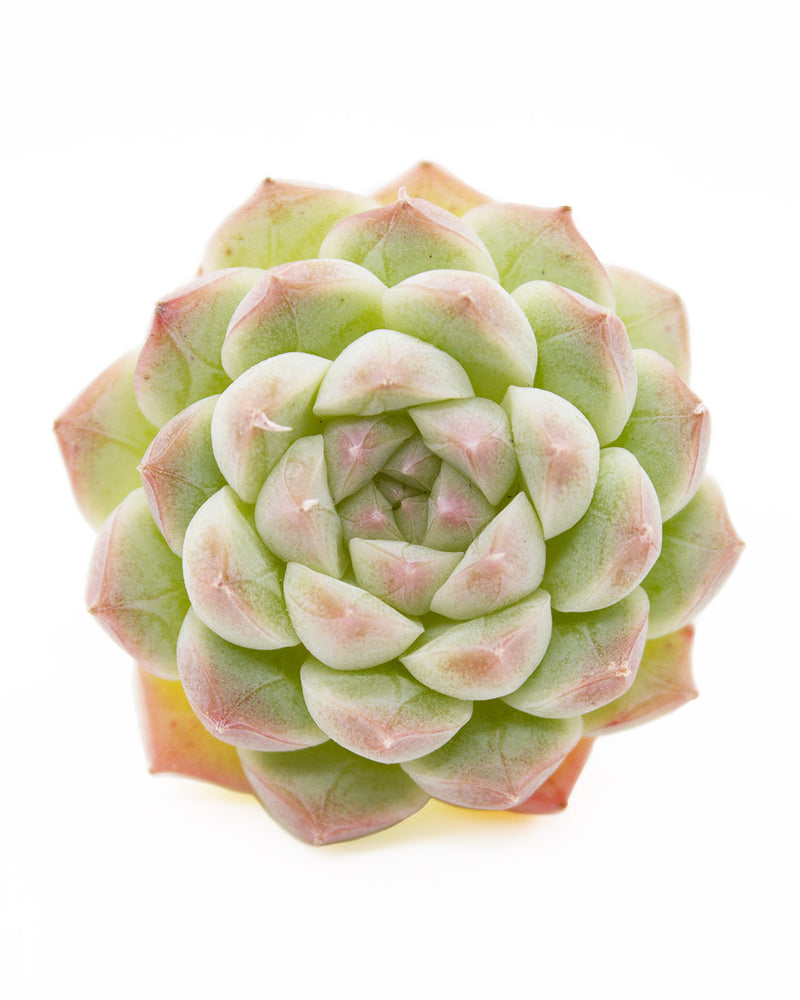 Echeveria Alba