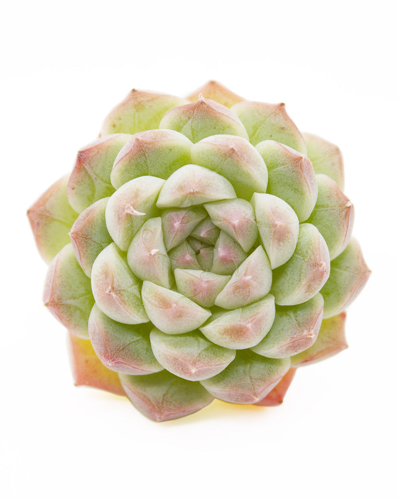 Echeveria Alba Toronto's 5-star Bestseller nursery store selected local & Korean rare succulents; houseplants, indoor plants, selected handmade planters with a drainage hole, pots, bonsai pots, produced by ourselves, wholesale.