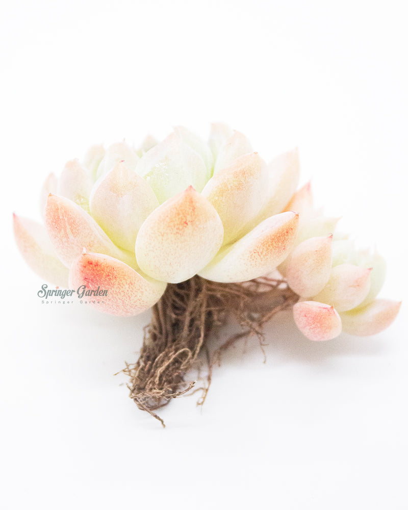 Echeveria Alba beauty Toronto's 5-star Bestseller nursery store selected local & Korean rare succulents; houseplants, indoor plants, selected handmade planters with a drainage hole, pots, bonsai pots, produced by ourselves, wholesale.