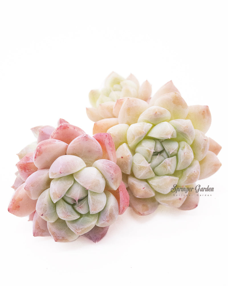 Echeveria Alba beauty Toronto's 5-star Bestseller nursery store selected local & Korean rare succulents; houseplants, indoor plants, selected handmade planters with a drainage hole, pots, bonsai pots, produced by ourselves, wholesale.