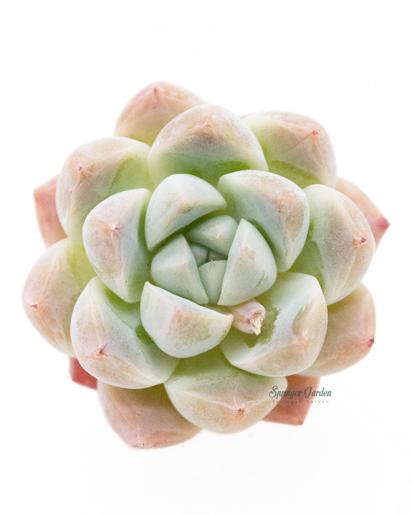 Echeveria Alba beauty Toronto's 5-star Bestseller nursery store selected local & Korean rare succulents; houseplants, indoor plants, selected handmade planters with a drainage hole, pots, bonsai pots, produced by ourselves, wholesale.
