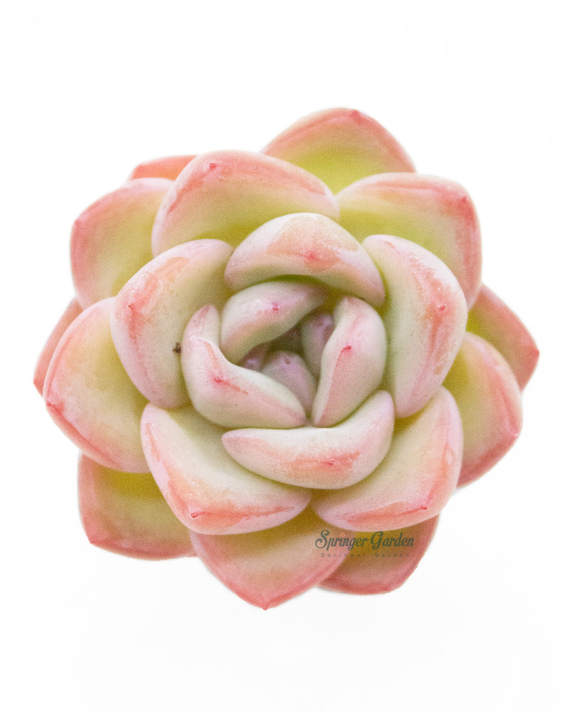 
                
                    Load image into Gallery viewer, Echeveria Amabile
                
            