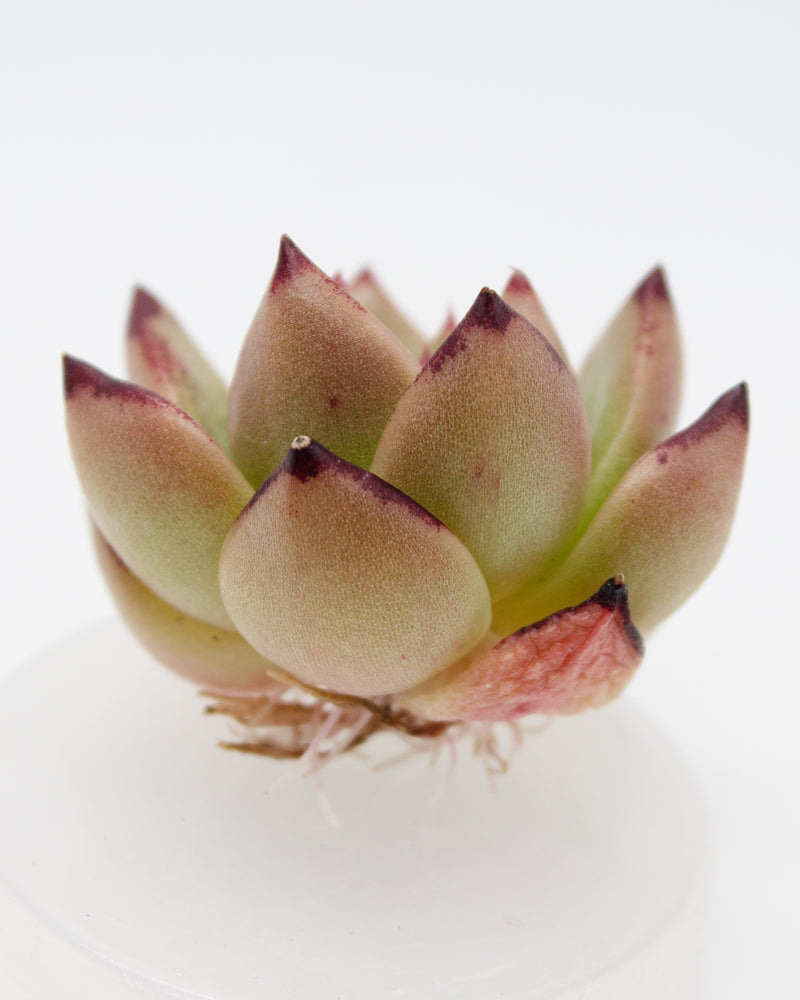 Echeveria Amber