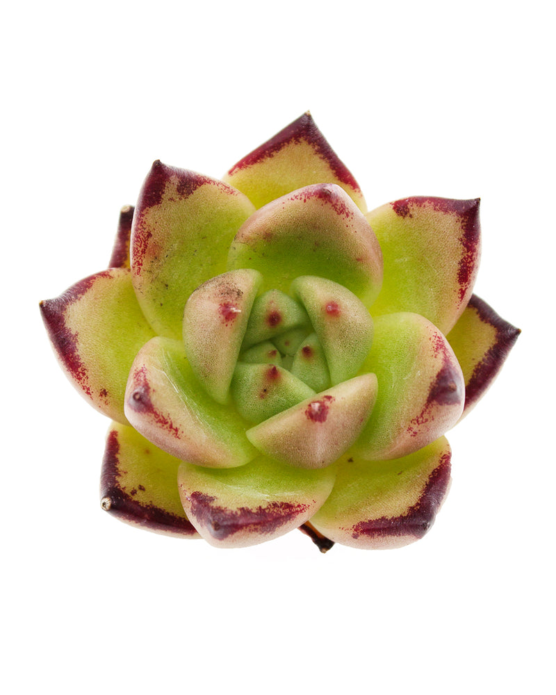 Echeveria Amber