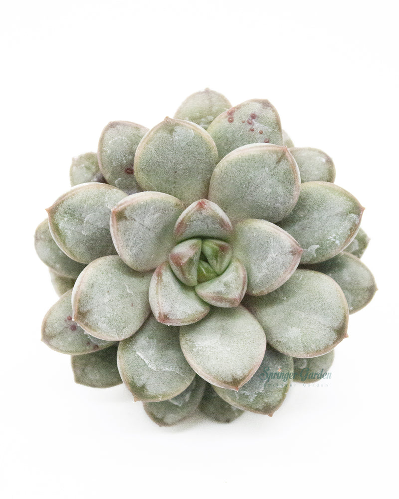 Echeveria Amerum