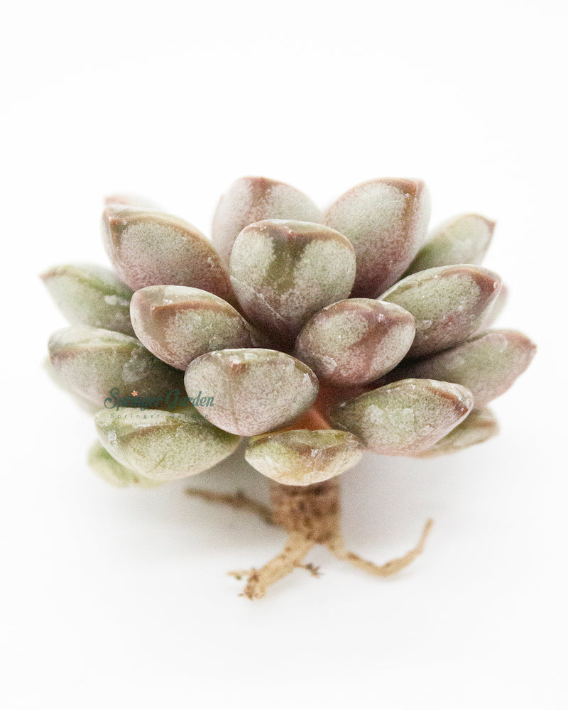 Echeveria Amerum Toronto's 5-star Bestseller nursery store selected local & Korean rare succulents; houseplants, indoor plants, selected handmade planters with a drainage hole, pots, bonsai pots, produced by ourselves, wholesale.