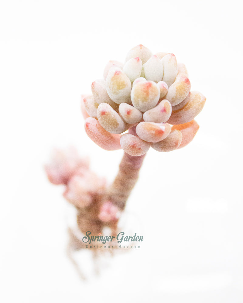 Echeveria Amoena Microcalyx Toronto's 5-star Bestseller nursery store selected local & Korean rare succulents; houseplants, indoor plants, selected handmade planters with a drainage hole, pots, bonsai pots, produced by ourselves, wholesale.