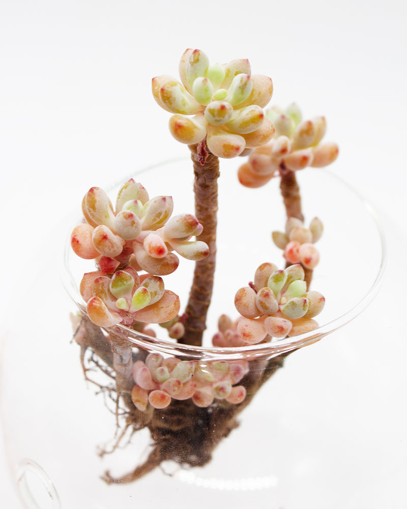 Echeveria Amoena Microcalyx