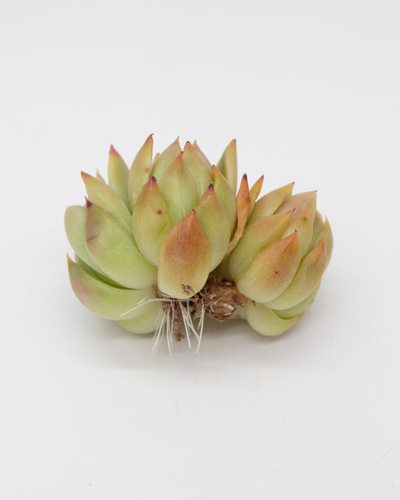 Echeveria Angela